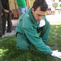 Как выглядит только что скошенный газон