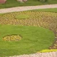 альтернативный газон из ирландского мха