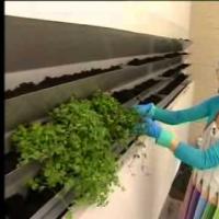 Газон на стене от Дианы Балашовой