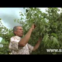 Летняя обрезка плодовых деревьев. Часть 2